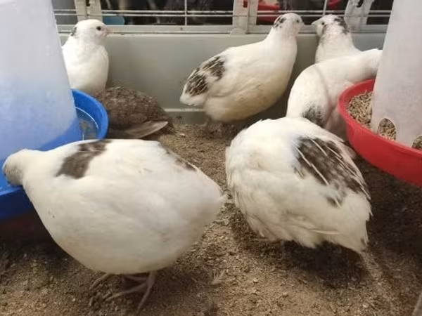 Quails — Hungria