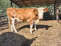 母牛, Limousin cow — 照片 2