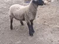 Widder, White Suffolk sheep — Foto 1