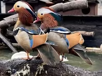 Ducks — zdjęcie 1