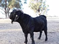 Koza, Boer goat — zdjęcie 5