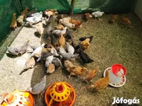 Chickens — foto 1