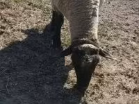 Qoç, Tsigai sheep — foto 6