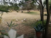 Chickens — Foto 2