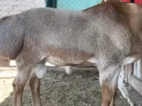 Baran, Rhon sheep — zdjęcie 5