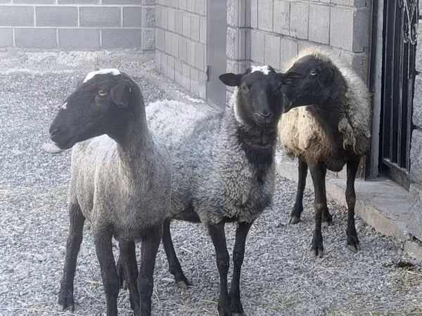 Brebis, Romanov sheep