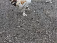 Chickens — fotografija 6