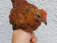 Chickens — الصورة 2