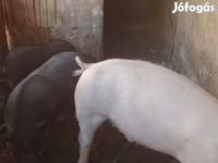 公猪, Pigs — 照片 3