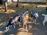 تيس, Nubian Goat — الصورة 5