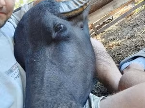 Vaca, Búfalo