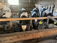 公牛, Holstein breed — 照片 2