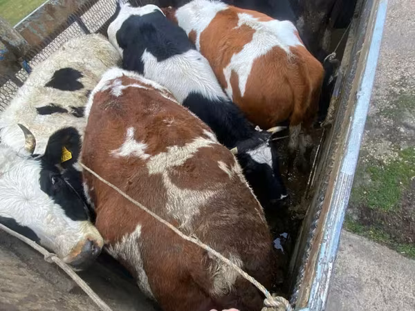 Бик, Simmental cattle