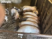 猪（批次，未指定性别）, Pigs — 照片 2