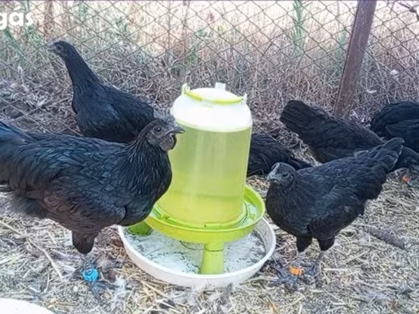 Ajam cemani