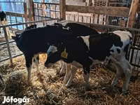 Touro, Russian Black pied cattle — foto 1