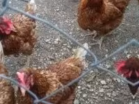 Chickens — الصورة 3