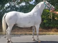 Mare, Lipizzaner — photo 3