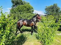 Pastuv, Swedish warmblood horse — fotografija 4