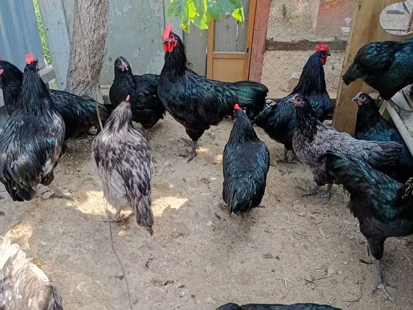 Australijska pit borbena kokoš