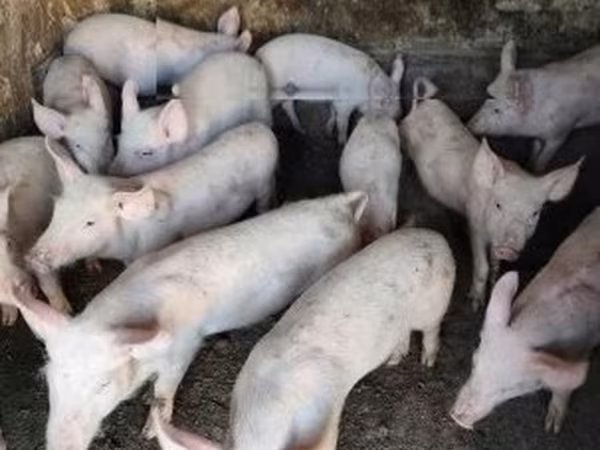 Шошқалар (топ, жынысы көрсетілмеген), Шошқалар — Венгрия