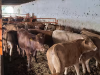 Bik, Simmental cattle — fotografija 4