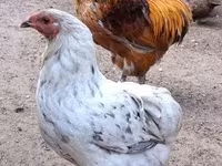 Chickens — fotografija 3