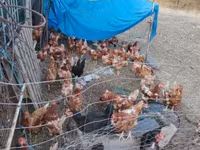 Danish hen — photo 1