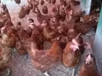 Chickens — Foto 4