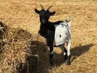 Ziege, Dutch Landrace goats — Foto 6