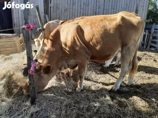 Krava, Simmental cattle