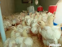 Chickens — 照片 1