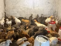 Chickens — zdjęcie 5