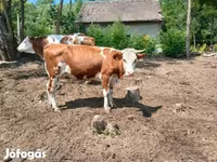 Vaca, Simmental cattle — foto 2