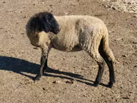 Қой, Tsigai sheep — 5-сурет