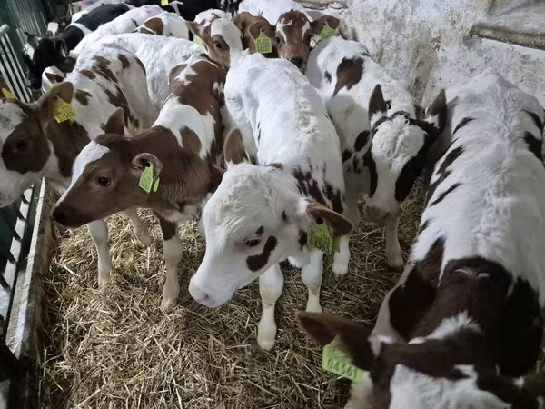 Bull, Simmental cattle