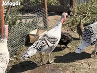 Royal Palm — Foto 1