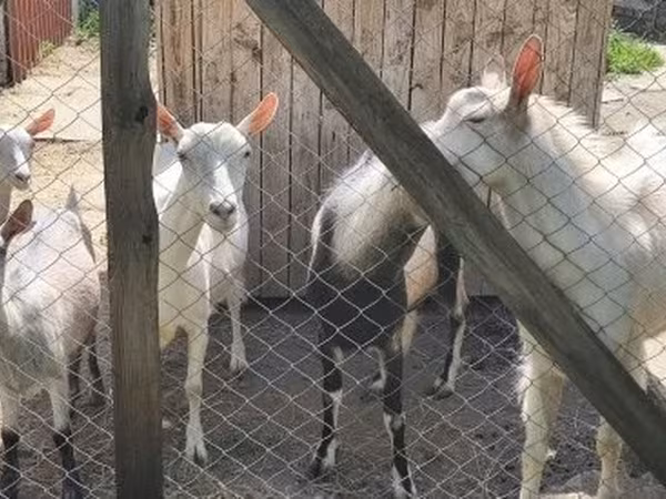Коза, Козлы