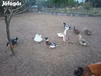 Ducks — फ़ोटो 8