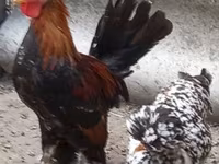 Chickens — fotografija 2