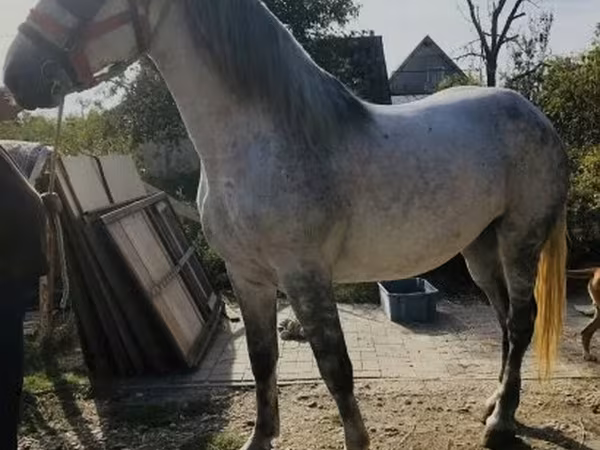 Kobila, Andalusian horse