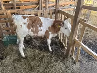 सांड, Simmental cattle — फ़ोटो 1