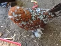 Chickens — Foto 1