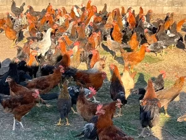 Chickens