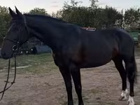 Yegua, Dutch warmblood horse — foto 1