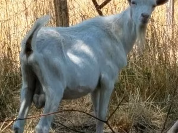 عنزة, الماعز