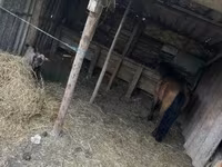 Caballo, Caballos — foto 1