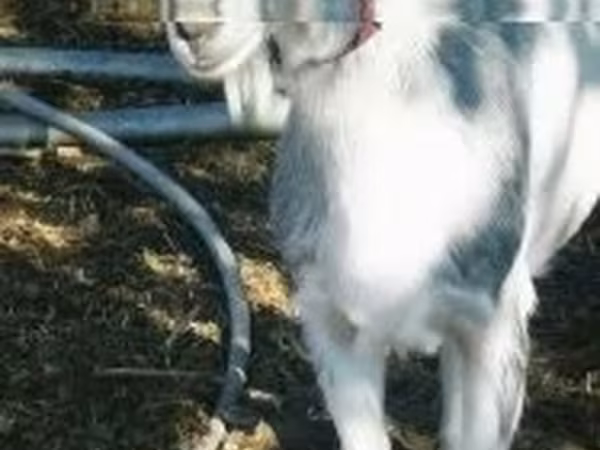 雌ヤギ, ヤギ