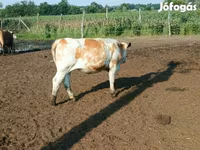 بقرة, Simmental cattle — الصورة 7