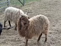 Widder, Racka sheep — Foto 1